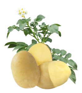Orchestra potato