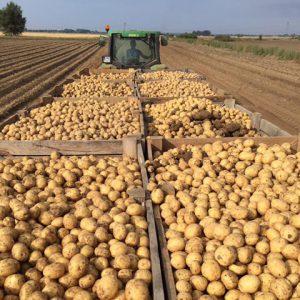 Potatoes in a tractor