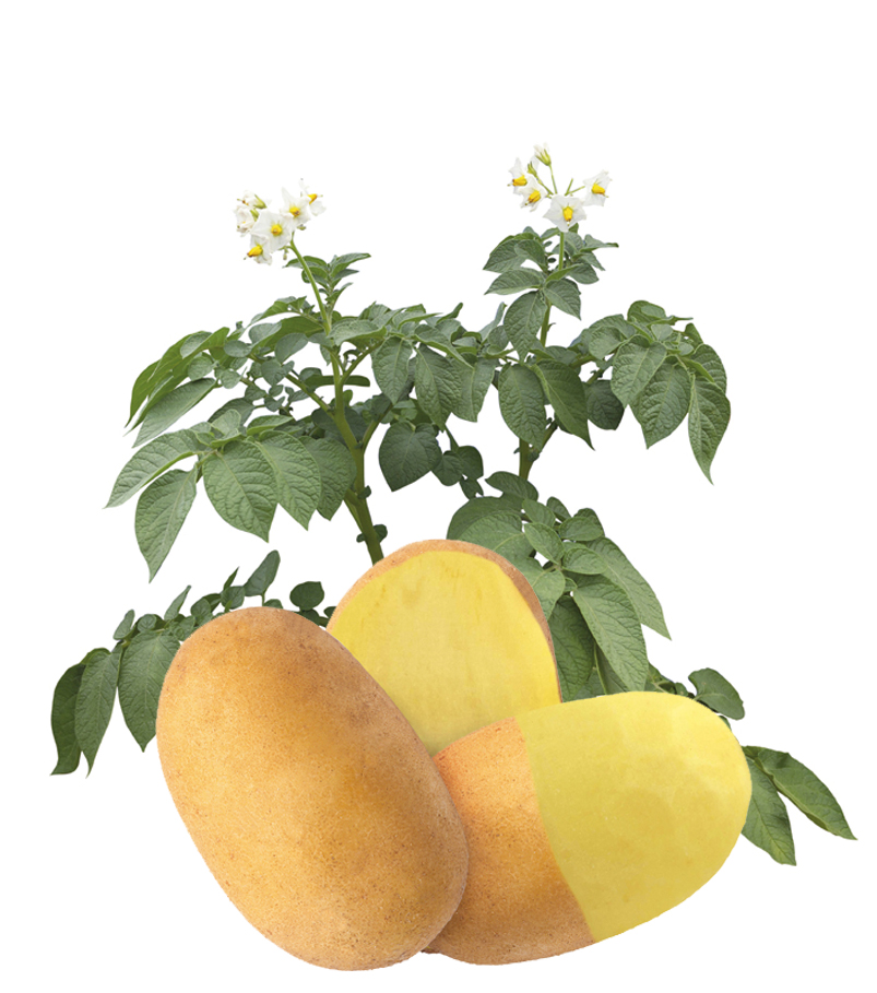 Lady Amarilla Potato