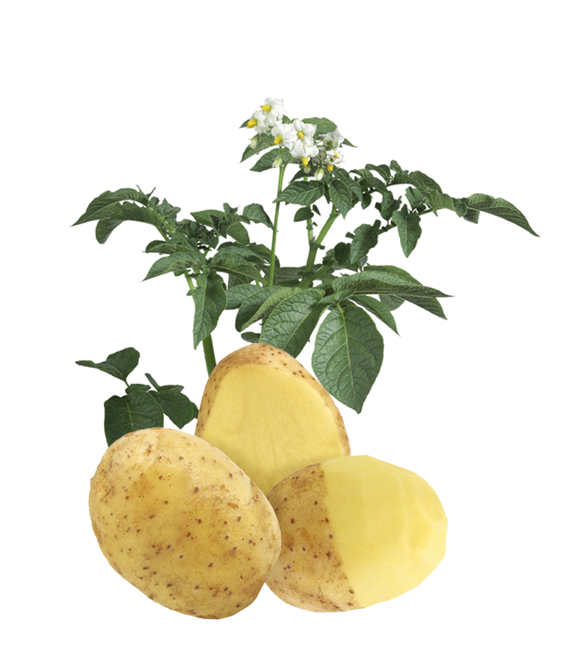 Lady Claire Potato